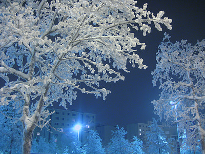 closeup photo of tree cover by snow thumbnail