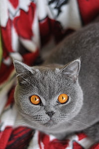 short-coated gray cat thumbnail