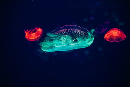 two red and green jellyfish digital wallpaper thumbnail