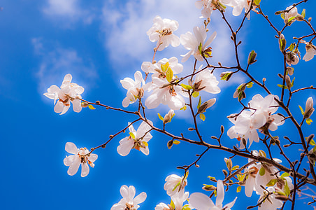 white petal flowers thumbnail