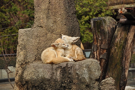 two beige animals laying on rock thumbnail
