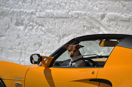 tricolor Jack Russell terrier inside yellow convertible coupe thumbnail