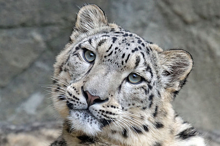 wildlife photography of white and brown tiger thumbnail