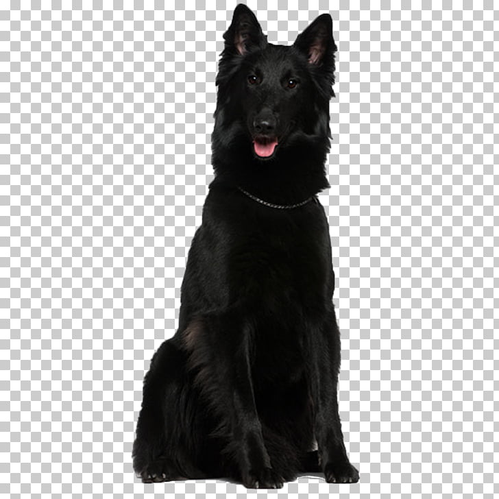 Shiloh Shepherd Dog Tervuren Belgian Shepherd Groenendael German
