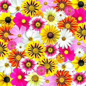 assorted-color flowers thumbnail
