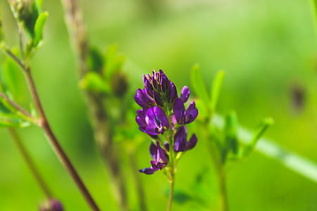 Purple Petaled Flowers thumbnail