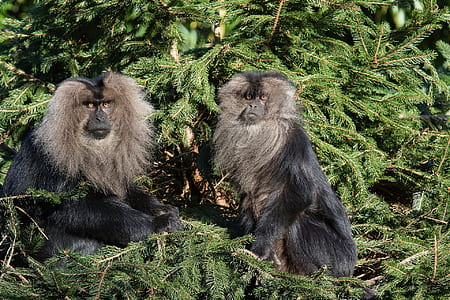 two monkey on tree at daytime thumbnail