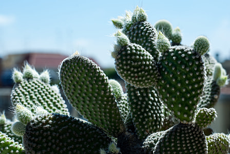 selective focus photo of cactus plant thumbnail