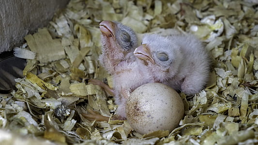 newborn birds thumbnail