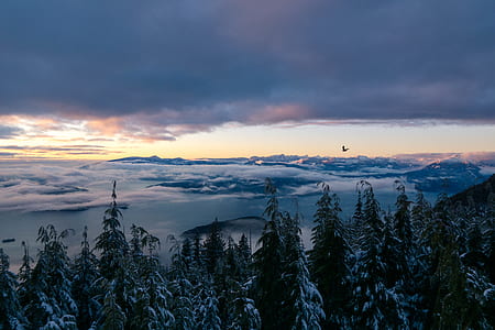 aerial view of forest and mountain thumbnail