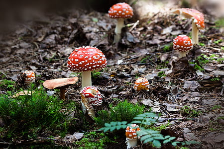 tilt-shift photograph of red mushroom thumbnail