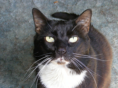 short-coated black and white cat looking up thumbnail