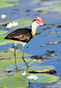 brown and white bird on waterlily pad during daytime thumbnail