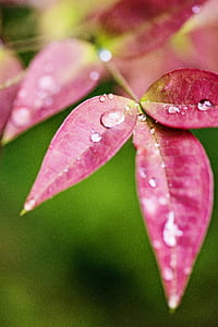 nature, blur, leaves, macro thumbnail