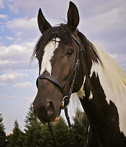 brown and white horse thumbnail