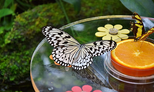 paper kite butterfly near sliced lemon fruit on table thumbnail