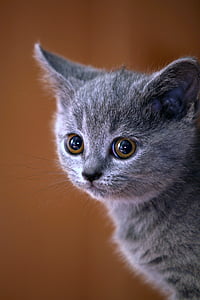 silver tabby kitten thumbnail