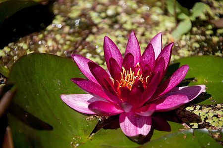 pink water lilly thumbnail