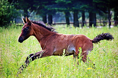 brown horse running on ground with grass during daytime thumbnail