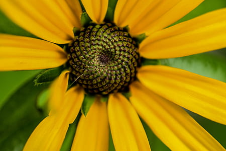 nature, petals, plant, flower thumbnail