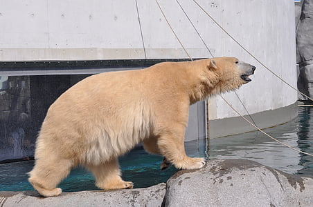 polar bear on gray rock thumbnail