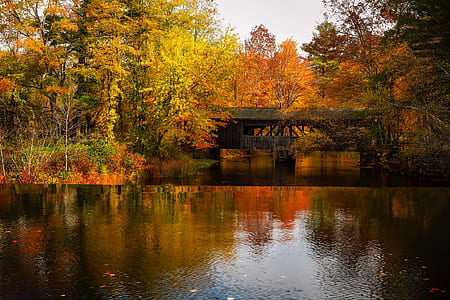 yellow and orange trees beside body of water thumbnail