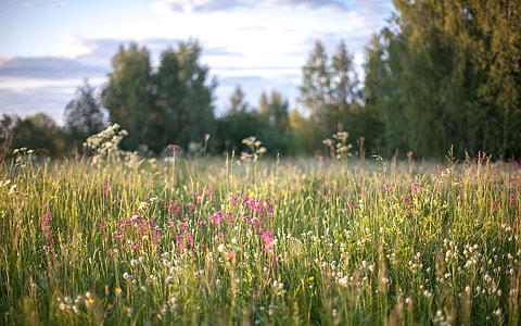 pink and white flower field thumbnail