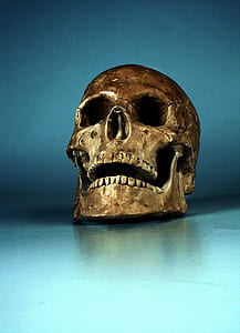 brown skull on gray surface thumbnail