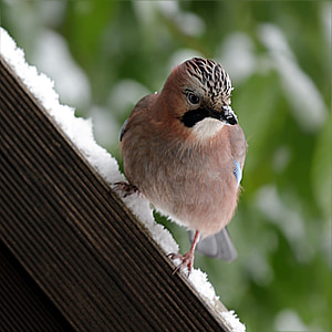 brown bird perched on wooden surface thumbnail