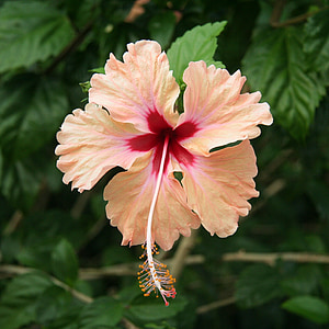 pink hibiscus thumbnail