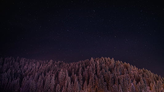 green pine trees under starry sky thumbnail