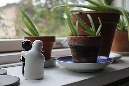 Aloe Vera plant on plant pots thumbnail