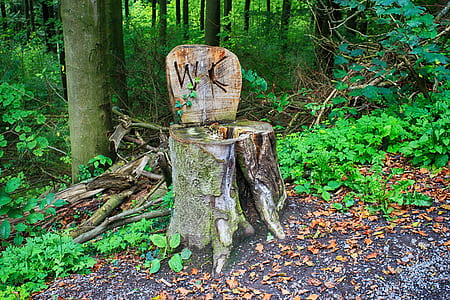 green tree log near green leaf plants thumbnail