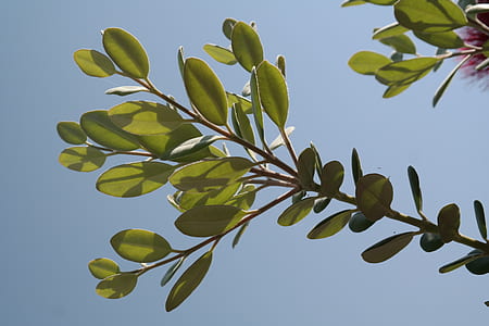green leaged plant thumbnail