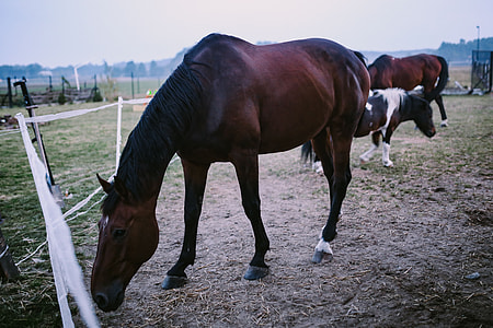 Brown horse in an enclosure thumbnail