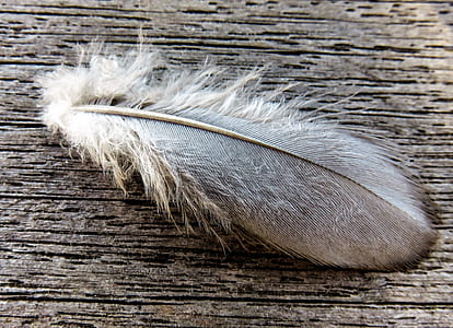 white and black feather on brown surface thumbnail