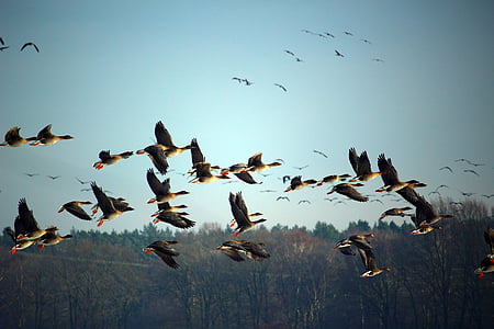 flying ducks over grass field thumbnail