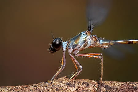 damselfly, insect, odonata, macro, close up, dragonfly thumbnail