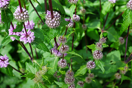 purple petaled flower thumbnail