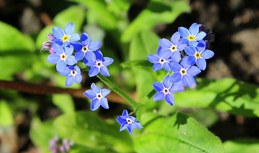 selective focus of blue flowers thumbnail