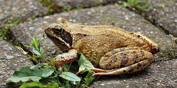 Brown and Black Frog thumbnail