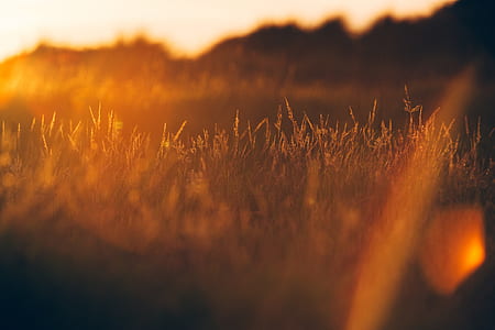 shallow focus grass field thumbnail