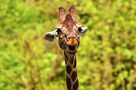 selective focus photo of giraffe thumbnail
