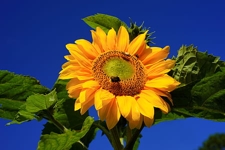 bees sucking on sunflower thumbnail