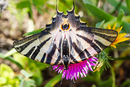black and white butterfly thumbnail