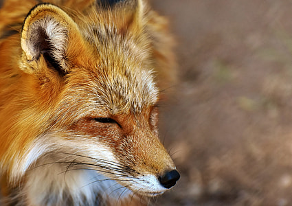 selective focus photo of a fox thumbnail