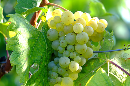 close-up photo of green grapes thumbnail