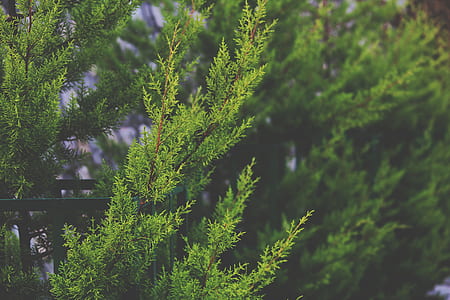 shallow focus photography of green leaves thumbnail
