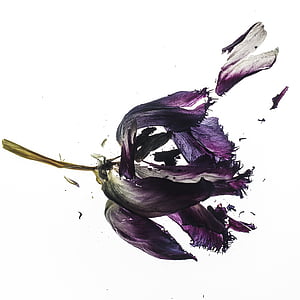 shattered purple petal flower thumbnail