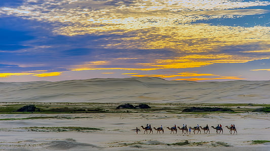 photo of camels during daytime thumbnail